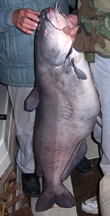 55 pound Catfish