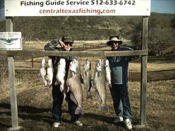 40 lb, 27 lb and 20 lb Catfish caught on January 29, 2009